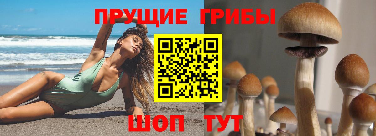 Галлюциногенные грибы Psilocybe Сальск